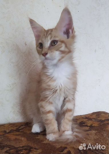 Кошечка мейн кун