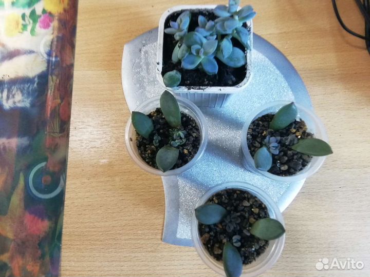 Суккуленты