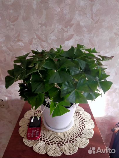 Комнатные цветы кислица