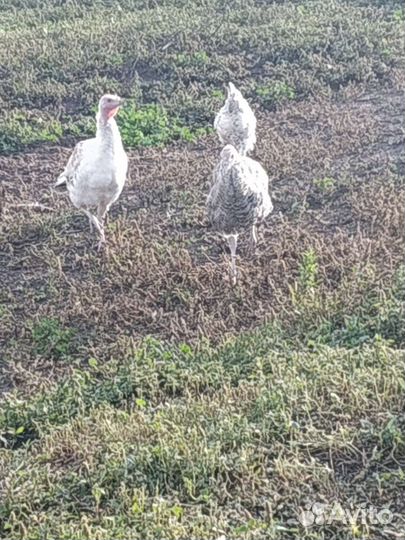 Индюки индюшата