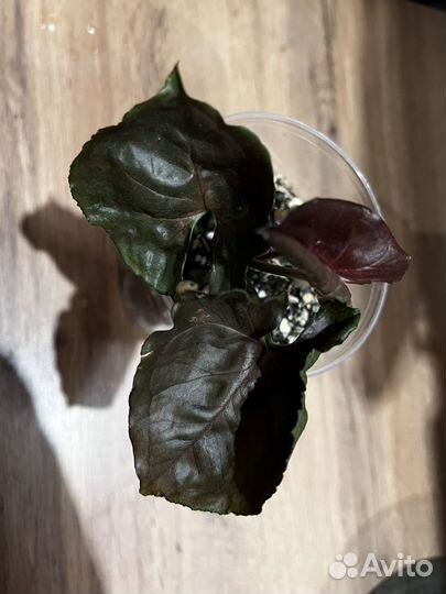 Сингониум клубничный лед