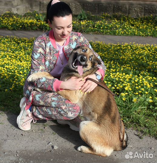 Собачка бесплатно