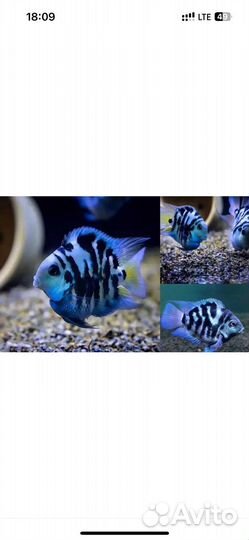 Аквариумные рыбки цихлиды