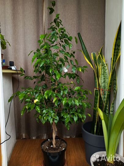 Комнатные цветы