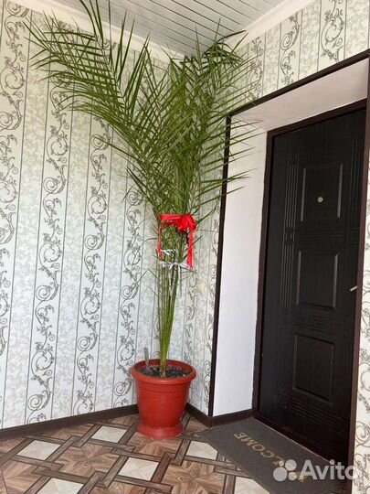 Продам финик