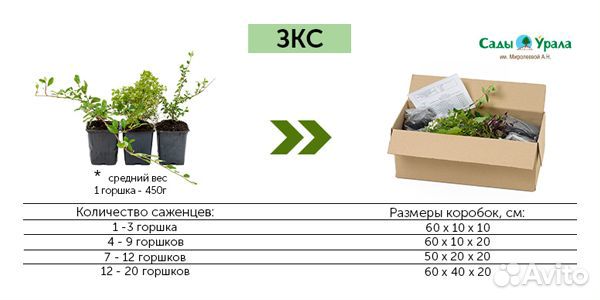 Ива пурпурная «Нана» - саженцы зкс, Сады Урала