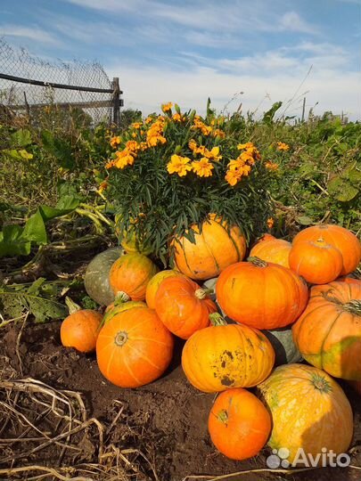 Продам тыкву