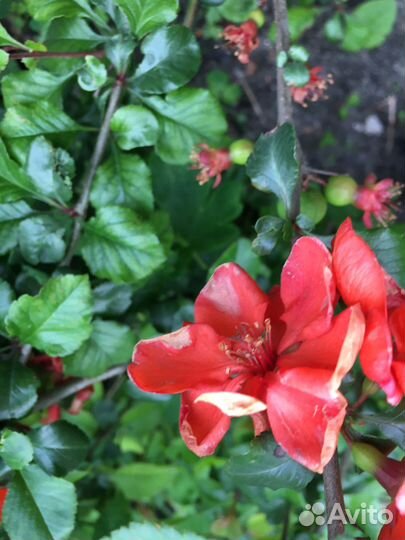 Айва лимонная