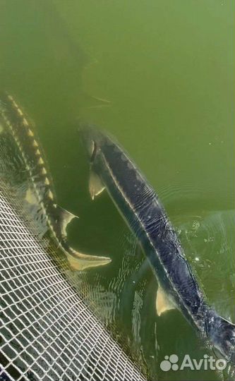 Живая рыба, чёрная икра