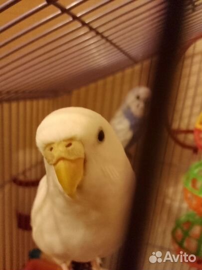 Волнистые попугаи с клеткой