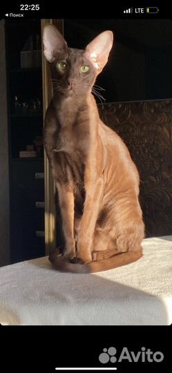Ориентальный кот
