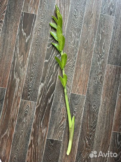 Замиокулькас