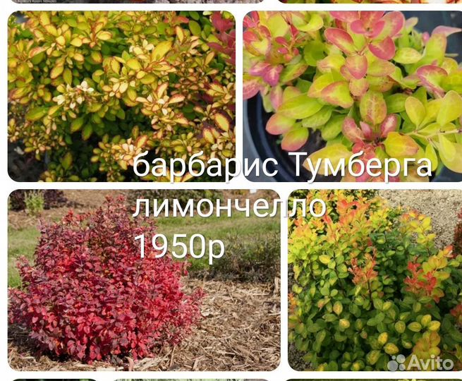 Ель Коника, Барбарисы лимончелло, Хелмон Пилар