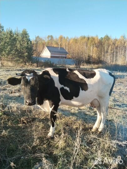 Корова дойная