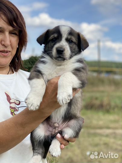 Щенок Мухтар в добрые ручки