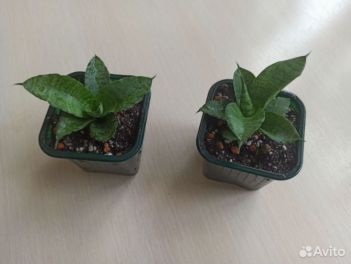 Сансевиерия цидиндрика бонселенсис