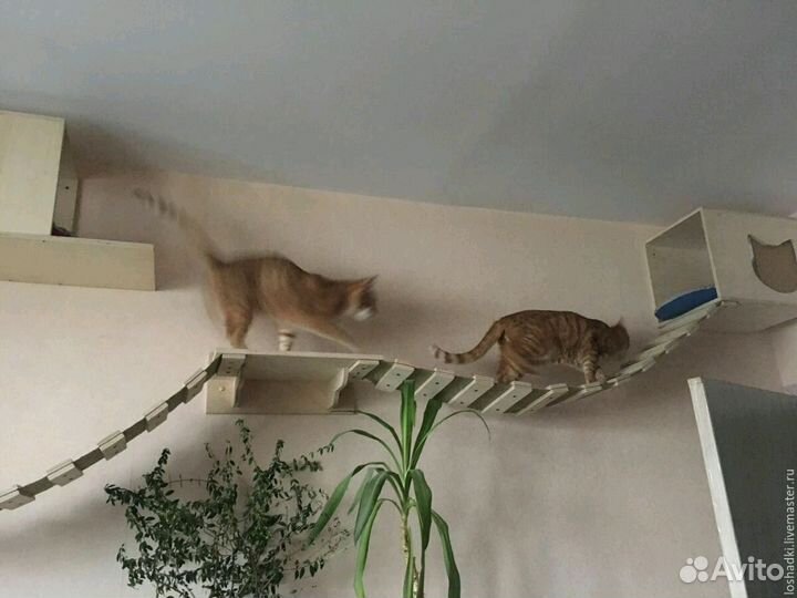 Игровые комплексы для кошек