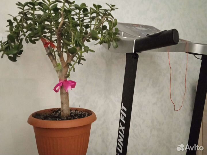 Спатифиллум, живое дерево