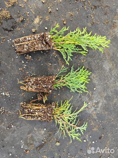 Туя шаровидная