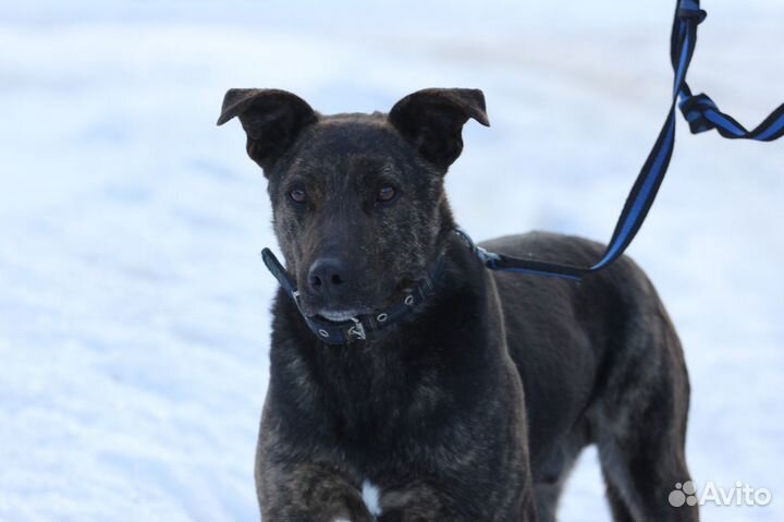 Собака Тайфун