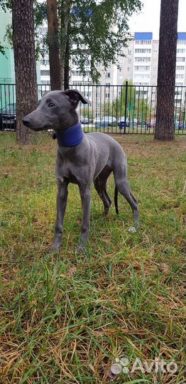 Щенок уиппета