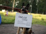 Профессиональная дрессировка собак в Курске, услуг