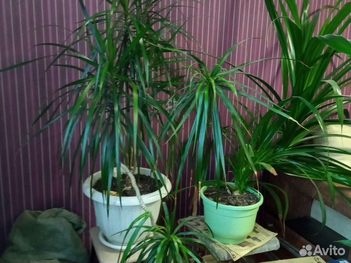 Драцена, тещин язык