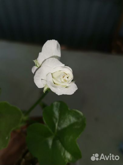 Пеларгония герань