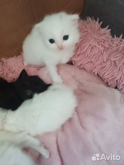 Кошки