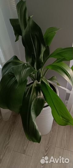 Эухарис амазонская лилия