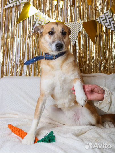 Шейла грустит в приюте