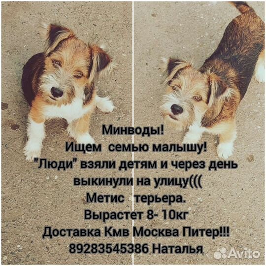 Терьер в дар
