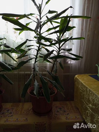 Драцена широколистная
