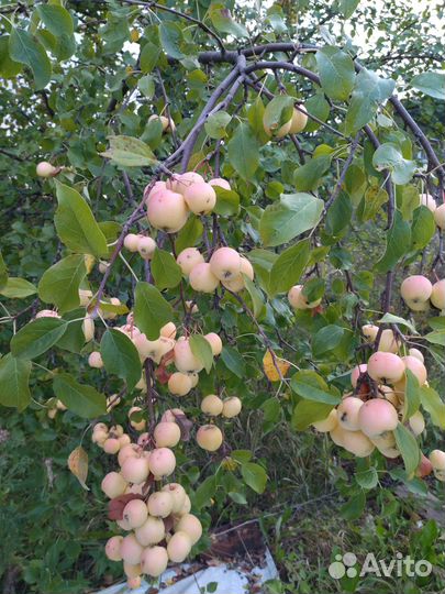 Яблоки, ранет