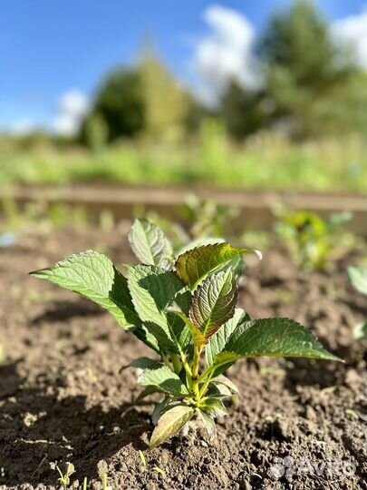 Гортензия крупнолистная