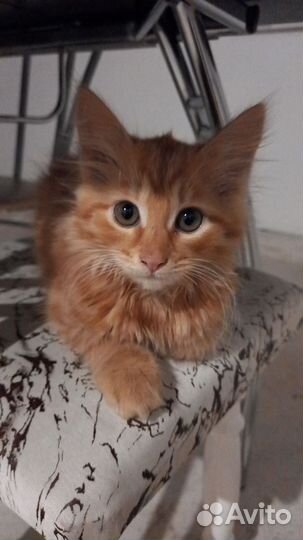 Кошки в добрые руки бесплатно