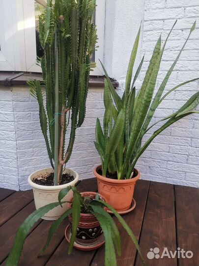 Взрослые комнатные цветы(цена за все)