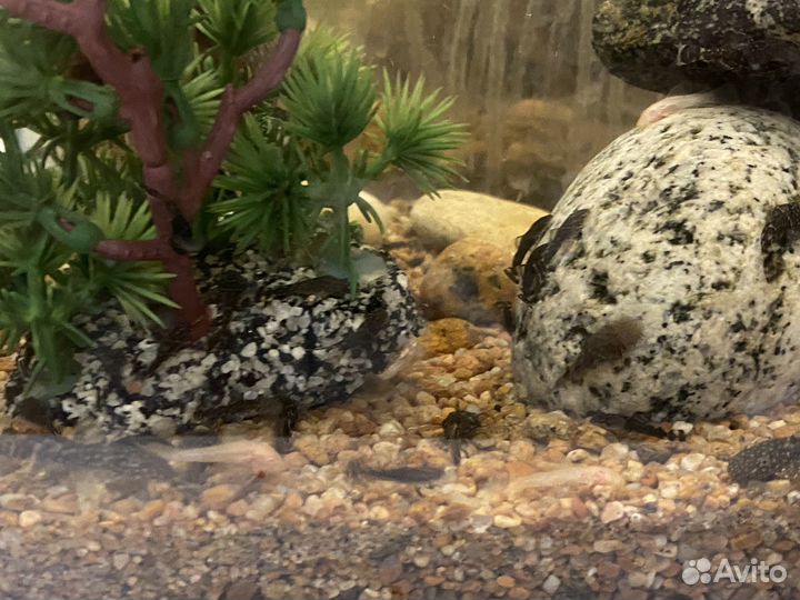 Рыба Анциструс