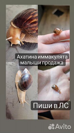 Улитки ахатина иммакулята