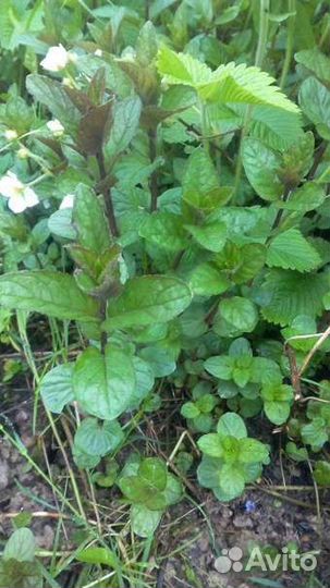 Можжевельник казацкий, спиреи жёлтые, мята