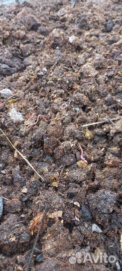 Навоз конский