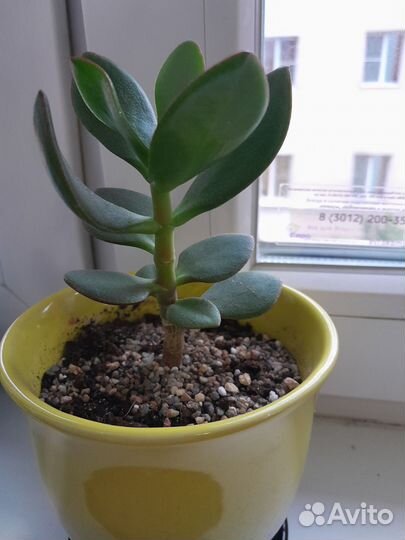 Кактус, толстянка