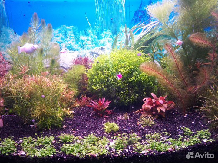 Аквариумные растения и рыбки