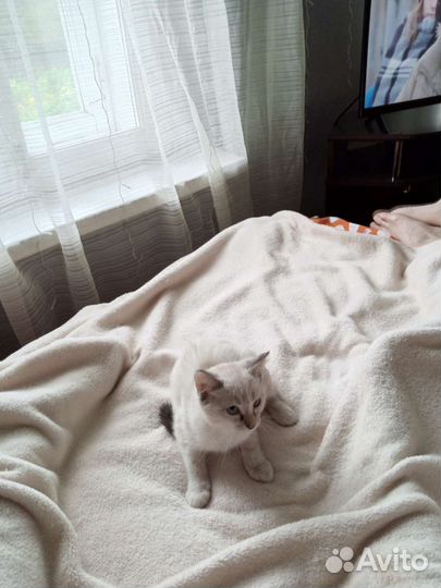 Кошка в дар бесплатно