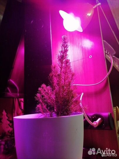 Фито лампа для рассады и растений лон А60 E27 15W