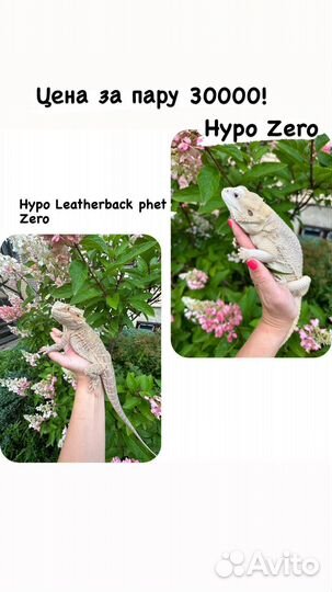 Бородатая агама