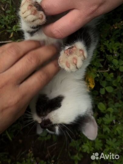 Котик далматин