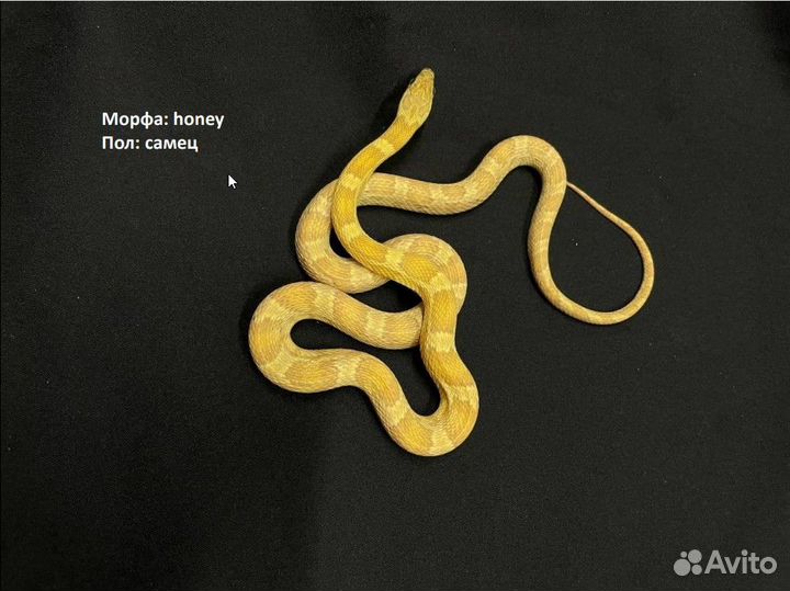 Маисовый полоз, самец Honey