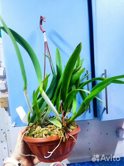 Орхидея. Каттлея Французкая Лиса