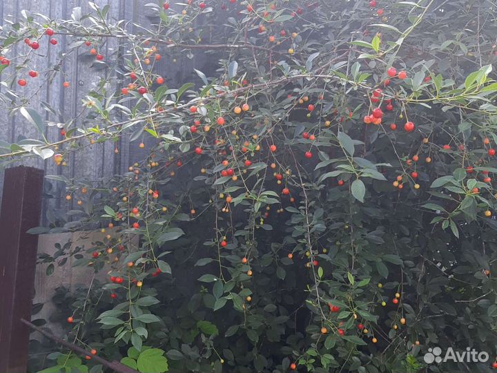 Вишня владимирская ягода, саженцы